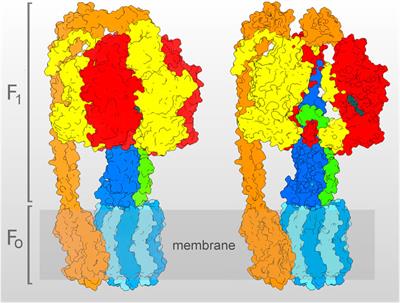 Modulation of the H+/ATP coupling ratio by ADP and ATP as a possible regulatory feature in the F-type ATP synthases